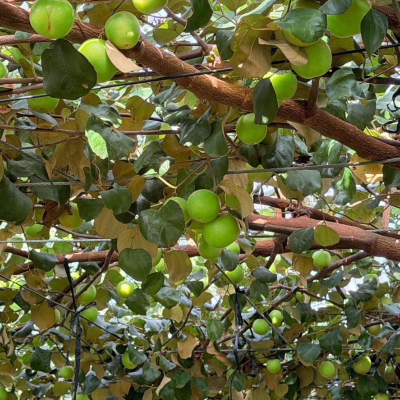 台湾Jujube～台湾ナツメ～ 2.5kg（18-22個）【3月上旬発送予定。商品説明を全てご了承の上、ご注文願います。】※仕様上、画面に3月10日配送と表示されますが、3月上旬のお届け予定です。お日にちの指定はできません。※※本製品は佐川急便でお届け予定です。※※